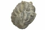 Bargain, Wide Enrolled Flexicalymene Trilobite - Mt Orab, Ohio #225003-1